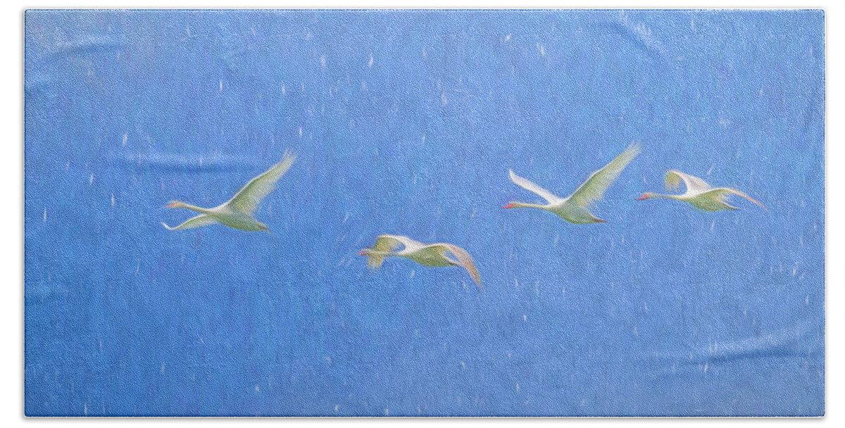 Swan Art Beach Towel featuring the photograph Swans Flying Art #1 by David Pyatt