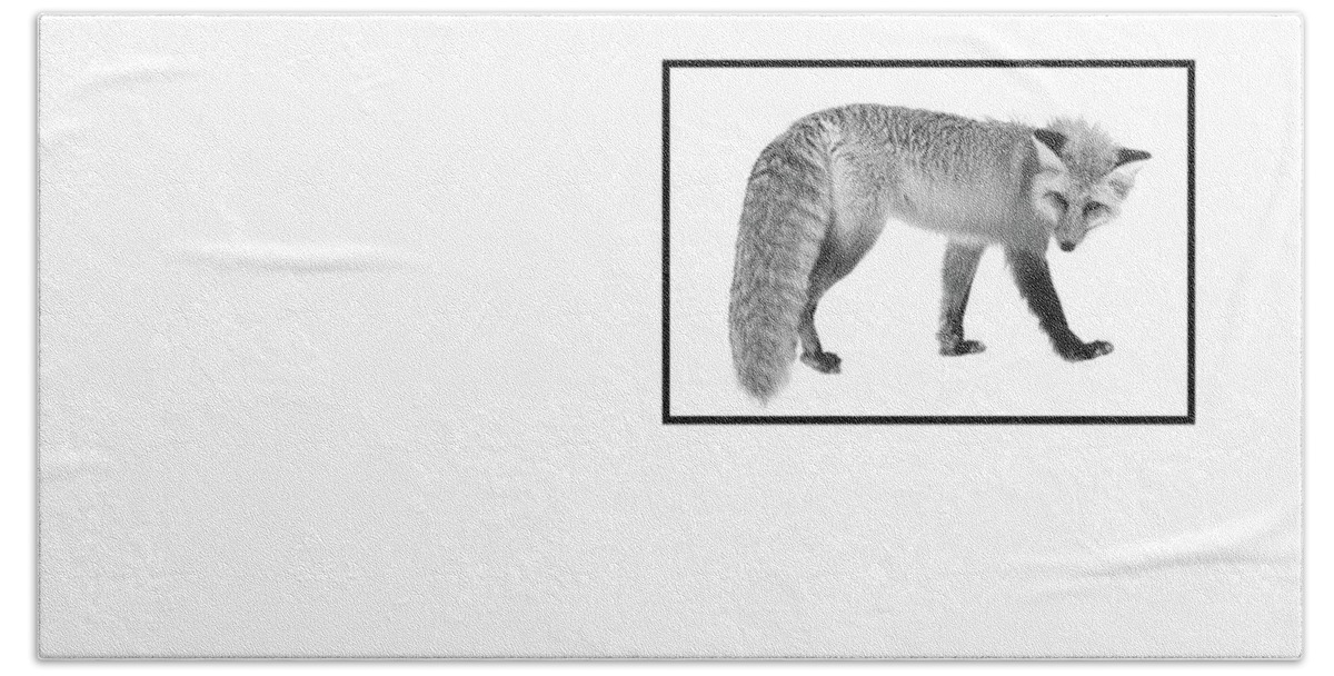 Fox Beach Towel featuring the photograph The Silver Fox #2 by Andrea Kollo