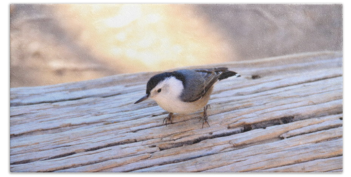 Bryce Canyon Beach Sheet featuring the photograph White Breasted Nuthatch #2 by Ed Riche