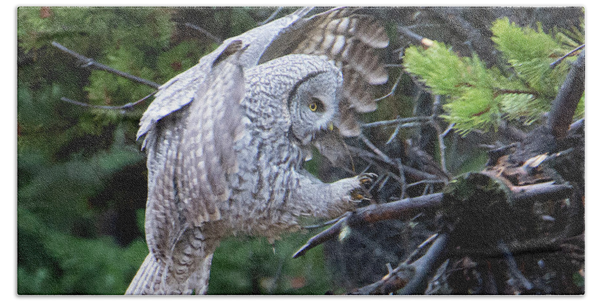 Owl Beach Towel featuring the photograph Great Gray Owl #3 of 5 by Patrick Nowotny