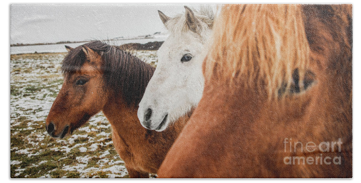 Animal Beach Towel featuring the photograph Horses of Icelandic race in a snowy enclosure, environmentalists try to preserve the purity of the species. #2 by Joaquin Corbalan