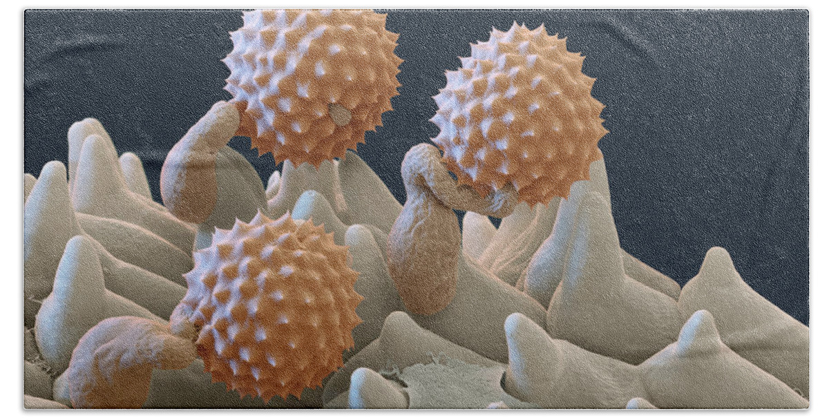 Ambrosia Beach Towel featuring the photograph Pollen And Pollen Tubes, Sem by Oliver Meckes EYE OF SCIENCE