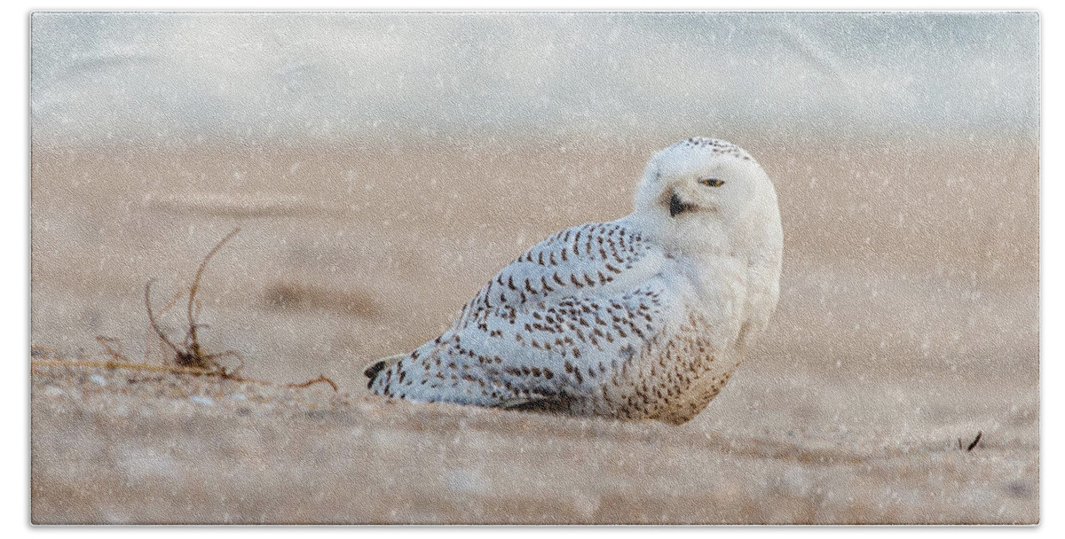 Owl Beach Sheet featuring the photograph Snowy Owl #2 by Cathy Kovarik