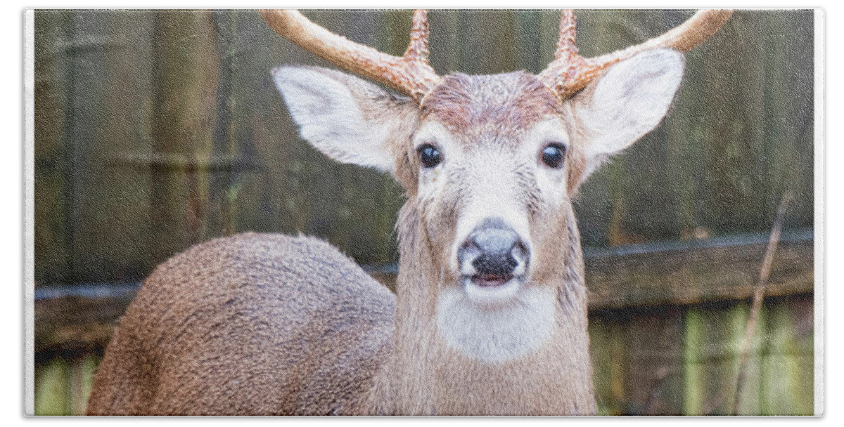 White Tail Deer Hide: #2: Gallery Item