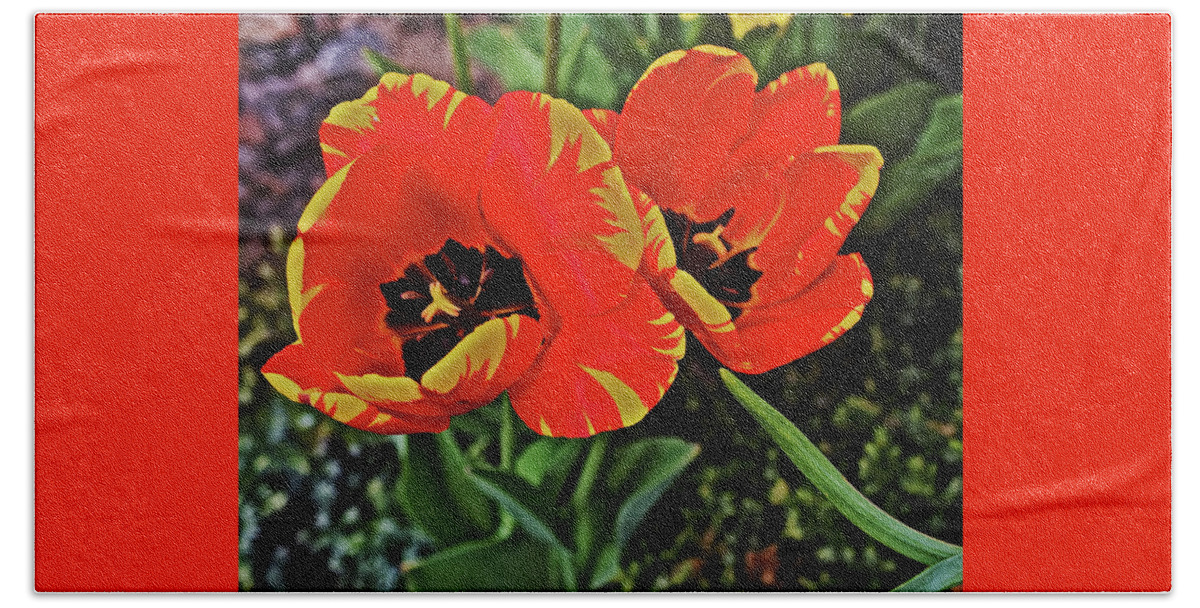 Tulips Beach Sheet featuring the photograph 2019 Acewood Red and Yellow 1 by Janis Senungetuk