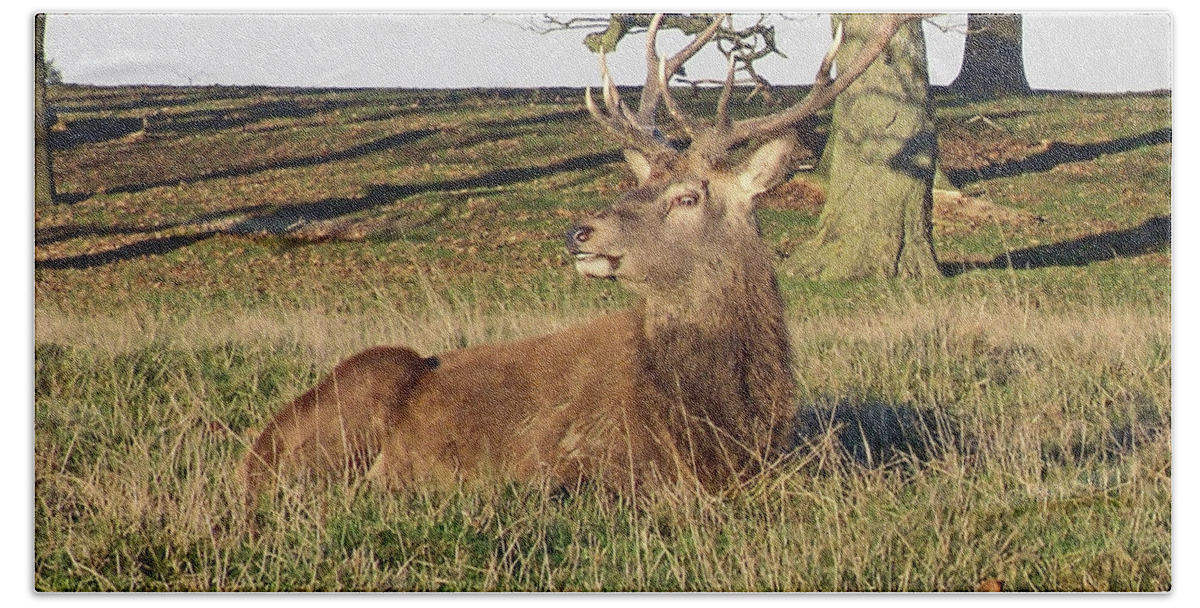 Knutsford Beach Towel featuring the photograph 28/11/18 TATTON PARK. Stag in The Park. by Lachlan Main