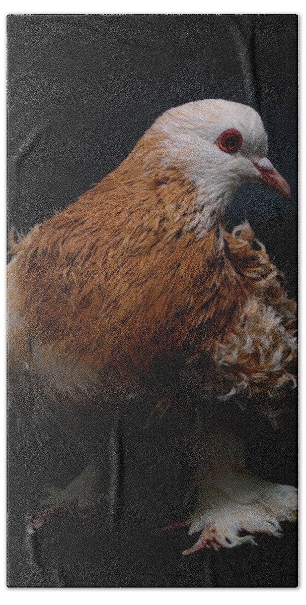 Pigeon Beach Towel featuring the photograph Frillback Pigeon #3 by Nathan Abbott