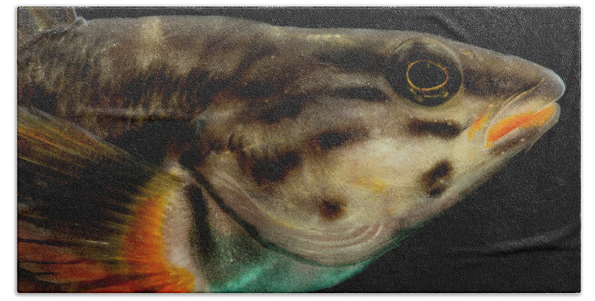 Animal Beach Towel featuring the photograph Redline Darter Etheostoma Rufilineatum #3 by Dante Fenolio
