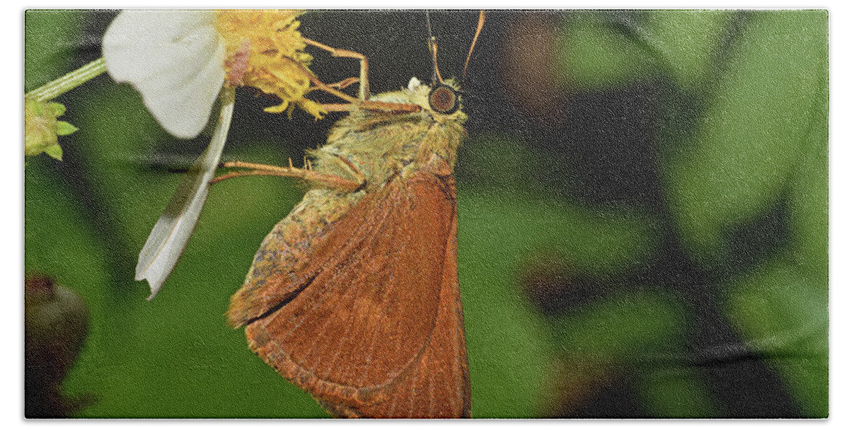 Photograph Beach Towel featuring the photograph Skipper Butterfly #3 by Larah McElroy