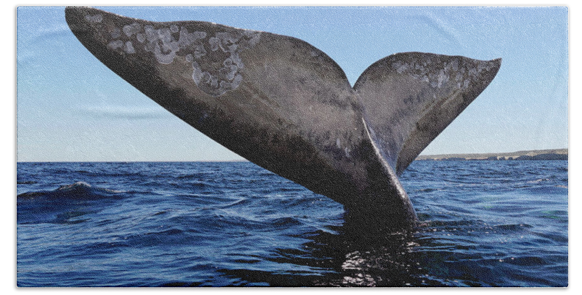 00587013 Beach Towel featuring the photograph Southern Right Whale Sailing #3 by Hiroya Minakuchi