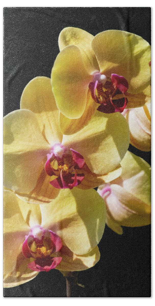 Orchids Beach Towel featuring the photograph 3 Yellow Orchids by Silvia Marcoschamer