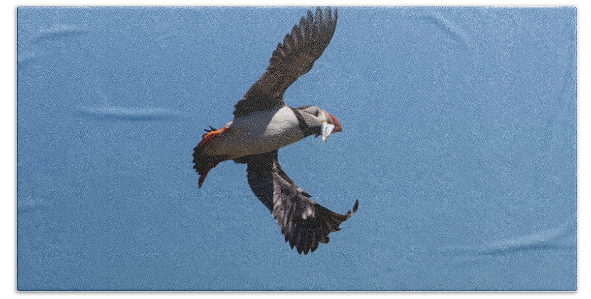 Puffin Beach Towel featuring the photograph Atlantic Puffin #4 by Kuni Photography