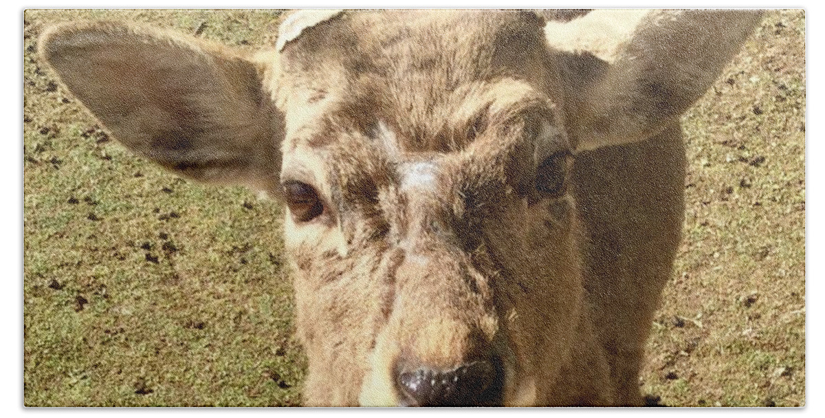 Deer Beach Towel featuring the photograph Strong deer #2 by Batabatabat Batayan