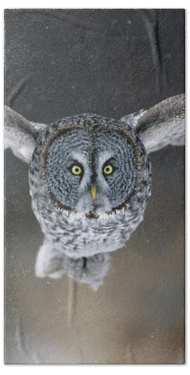 Animal Beach Towel featuring the photograph Great Gray Owl #4 by James Zipp