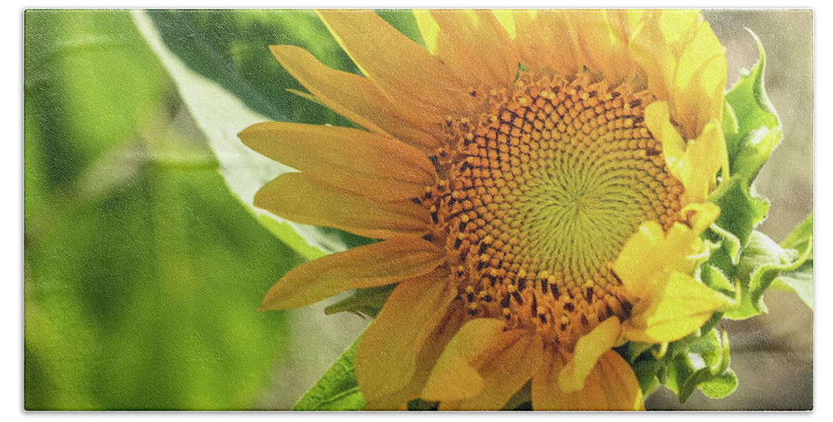 Sunflower Beach Towel featuring the photograph Sunflower #4 by Cathy Donohoue