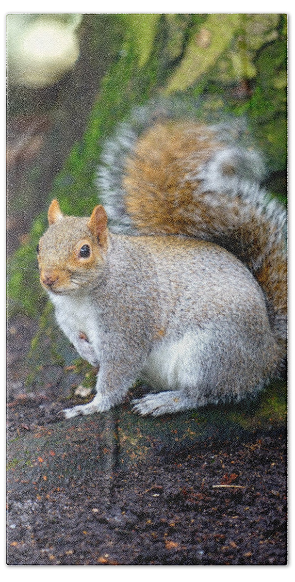 Nature Beach Towel featuring the photograph A portrait of a curious squirrel. by George Afostovremea