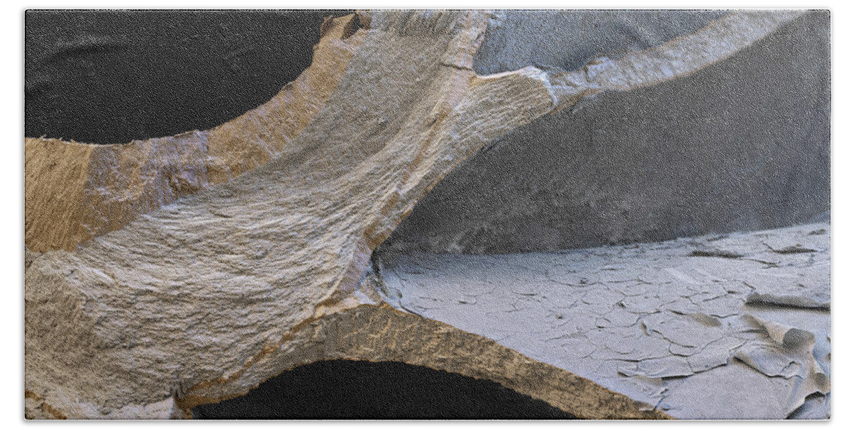 Aragonite Beach Towel featuring the photograph Nacreous Nautilus Shell, Sem #7 by Eye Of Science