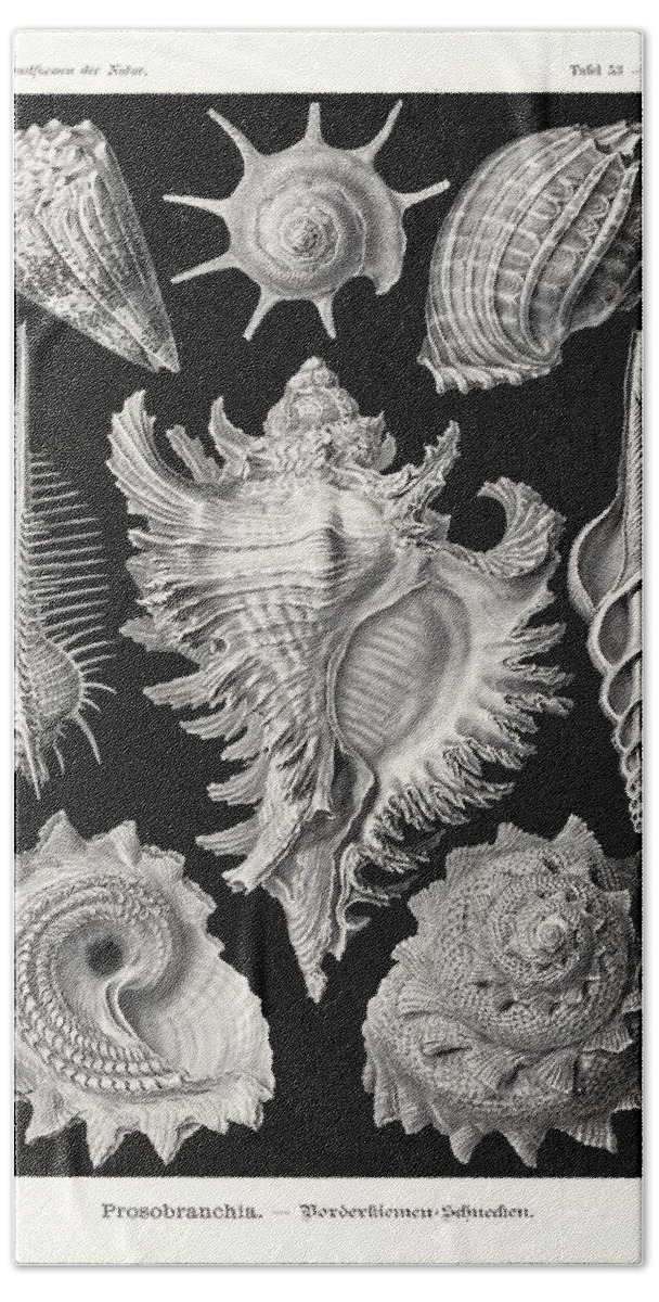 Adolf Glitsch Beach Towel featuring the drawing Art Forms in Nature, Kunstformen der Natur, Liepzig, Germany, 1904. #8 by Album