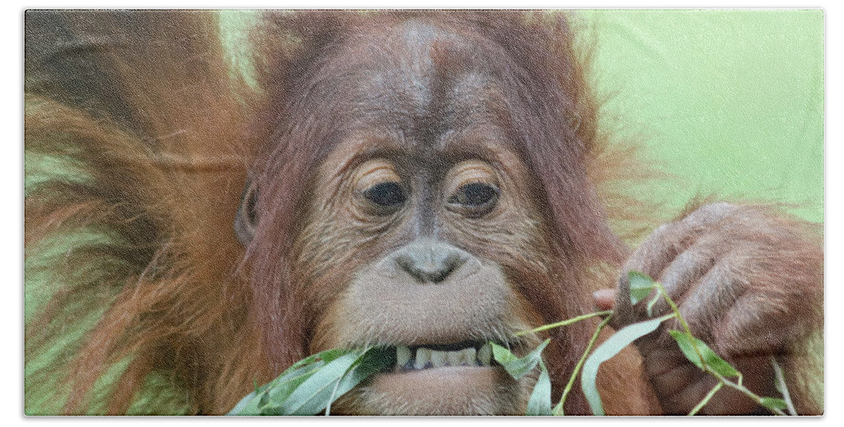 Animal Beach Towel featuring the photograph A Close Portrait of a Young Orangutan Eating Leaves by Derrick Neill