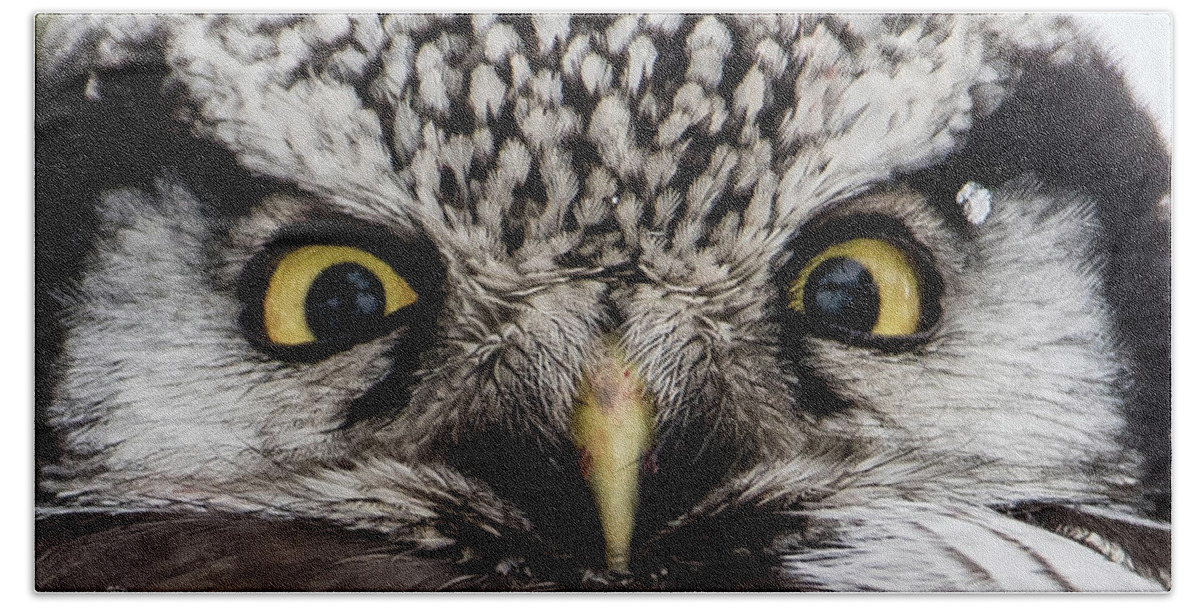 Northern Hawk Owl Beach Towel featuring the photograph A closeup of The Northern Hawk Owl by Torbjorn Swenelius