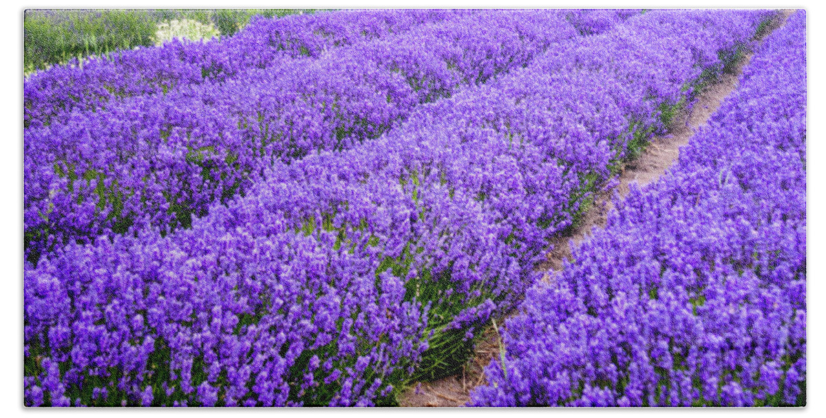 Lavender Beach Towel featuring the photograph Oceans of Lavender, its harvest time by Leslie Struxness
