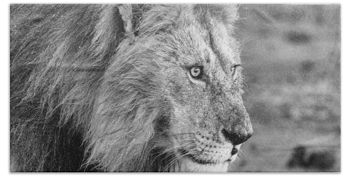 Lion Beach Towel featuring the photograph A Monochrome Male Lion by Mark Hunter