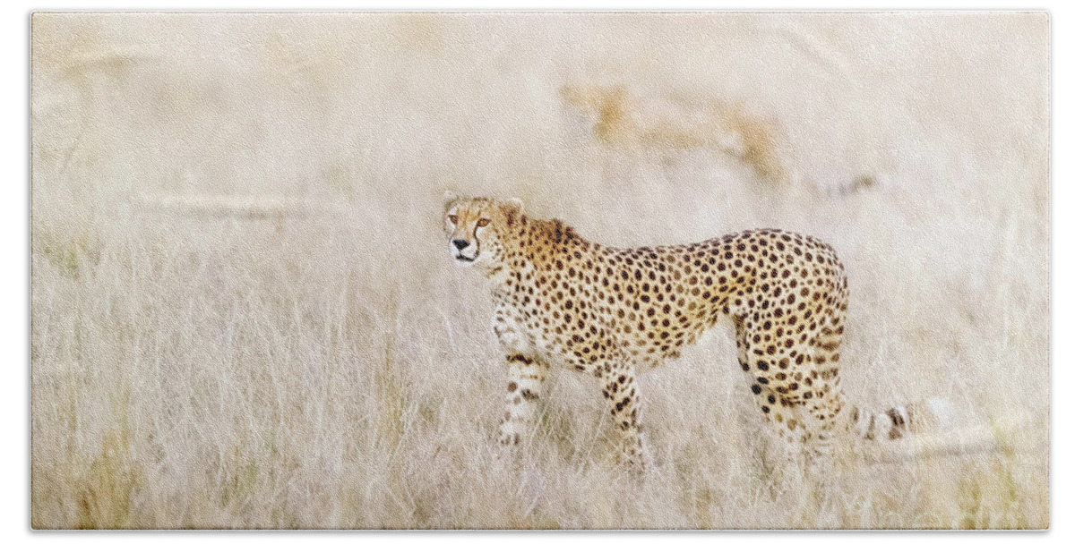 Mara Beach Sheet featuring the photograph A pair of cheetahs move steathily through the long grass of the by Jane Rix