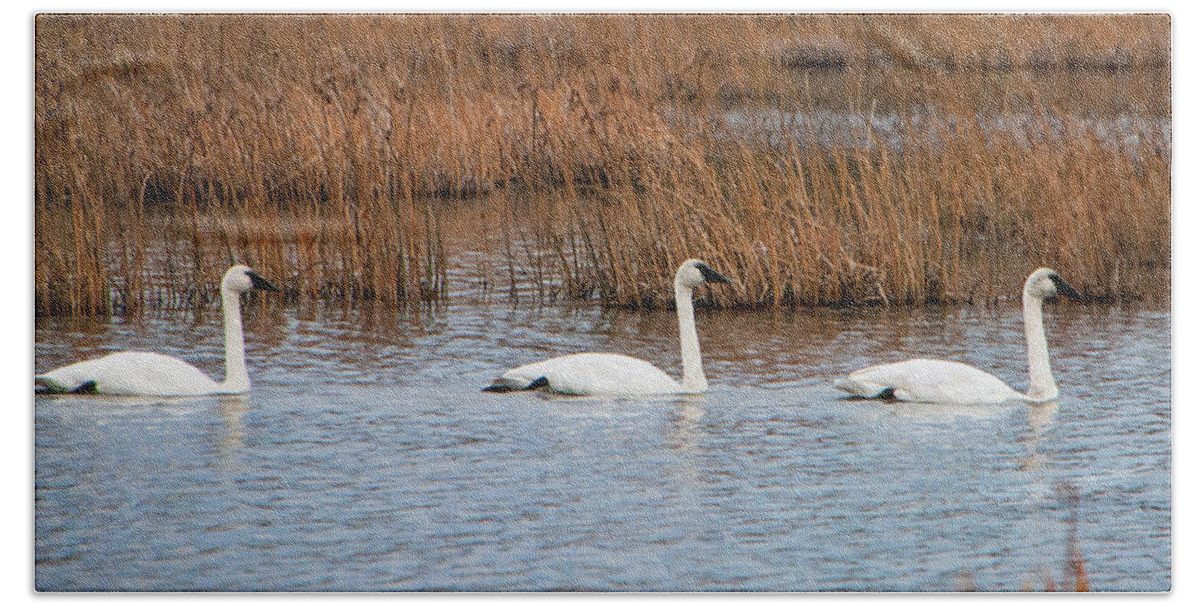 A Trio Of Swans Beach Sheet featuring the photograph A Trio of Swans by Phyllis Taylor
