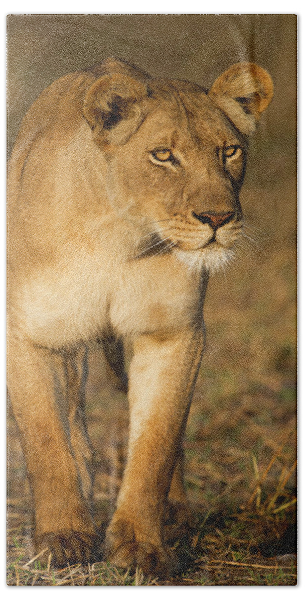Sebastian Kennerknecht Beach Towel featuring the photograph African Lioness Stalking by Sebastian Kennerknecht