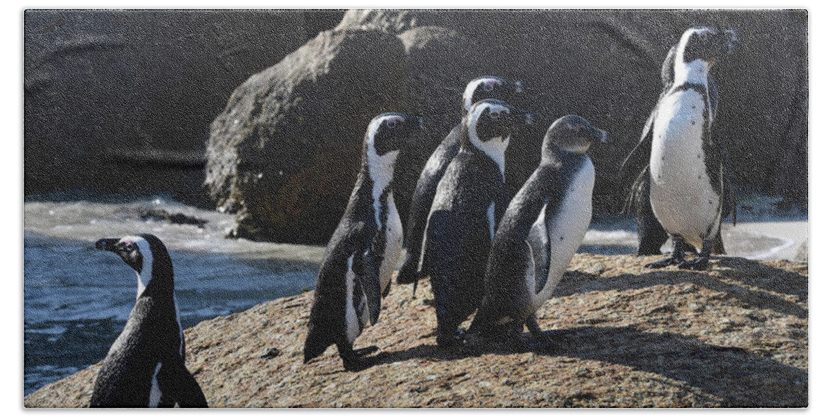 Penguin Beach Towel featuring the photograph African Penguins by Ben Foster