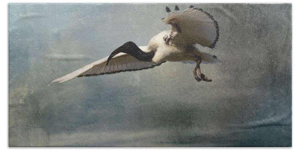 African Sacred Ibis Beach Towel featuring the photograph African Sacred Ibis in Flight-2 by Eva Lechner