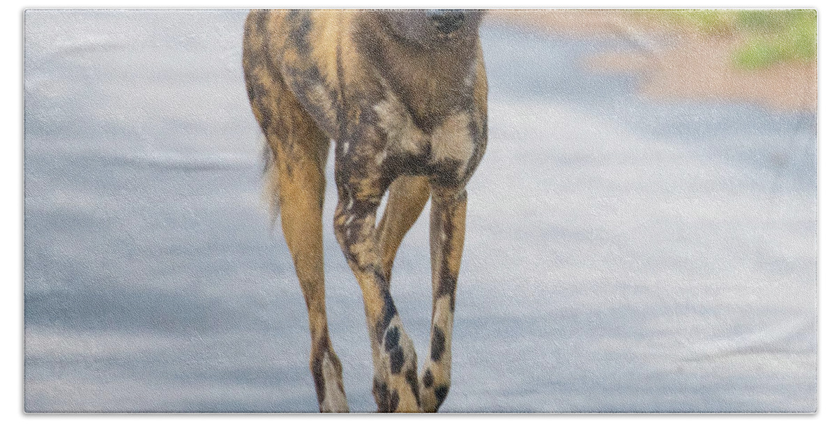 Wild Dog Beach Towel featuring the photograph African Wild Dog bouncing by Mark Hunter