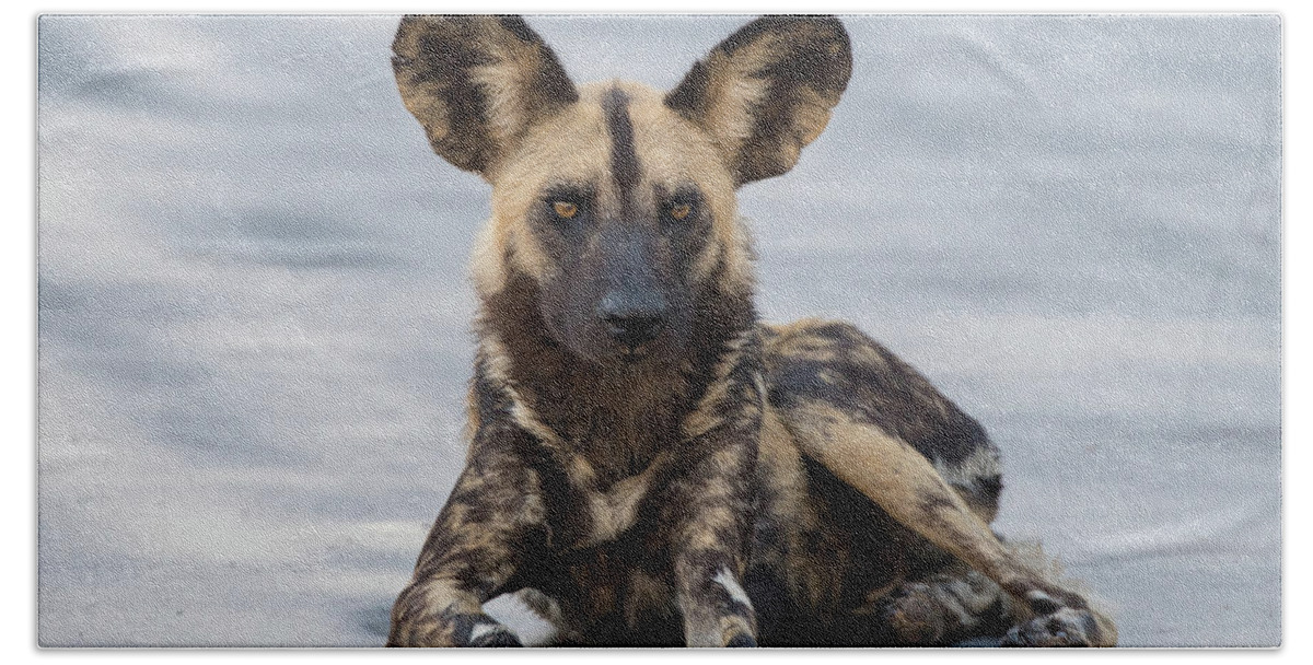 Wild Dog Beach Towel featuring the photograph African Wild Dog resting on a road by Mark Hunter