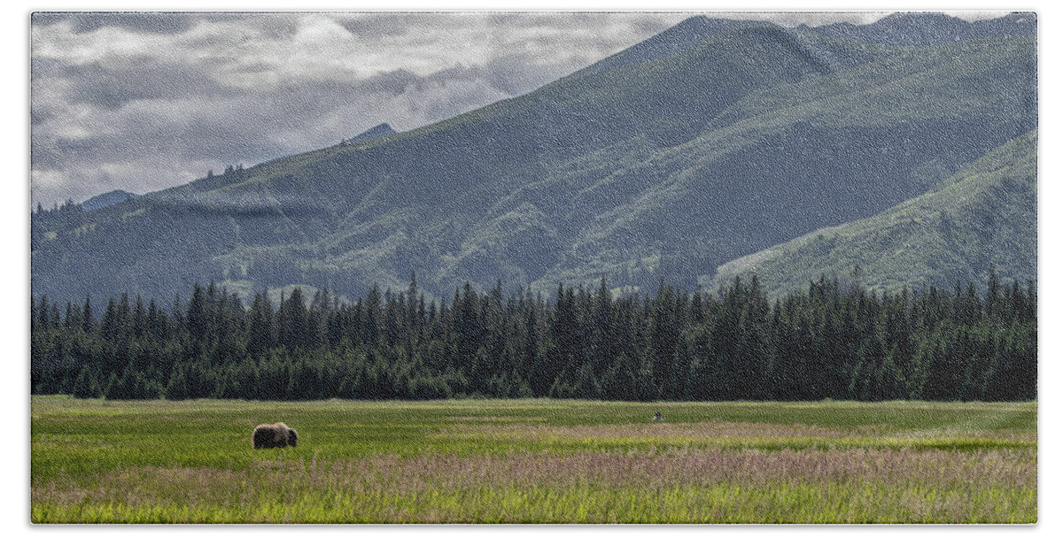 Bear Beach Towel featuring the photograph Alaska Brown Bear in a meadow with mountains behind by Mark Hunter