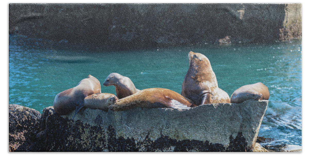 Alaska Coastline Beach Towel featuring the photograph Alaska Steller Sea lions by Scott Slone