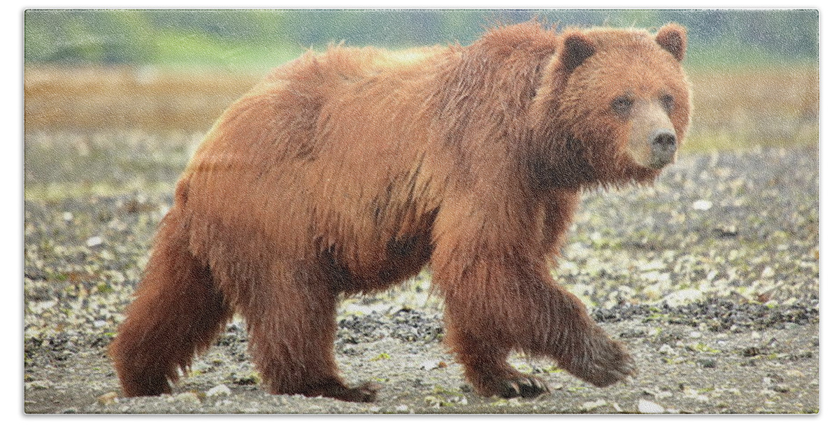 Bear Beach Towel featuring the photograph Alaskan Coastal Brown Bear by Roupen Baker