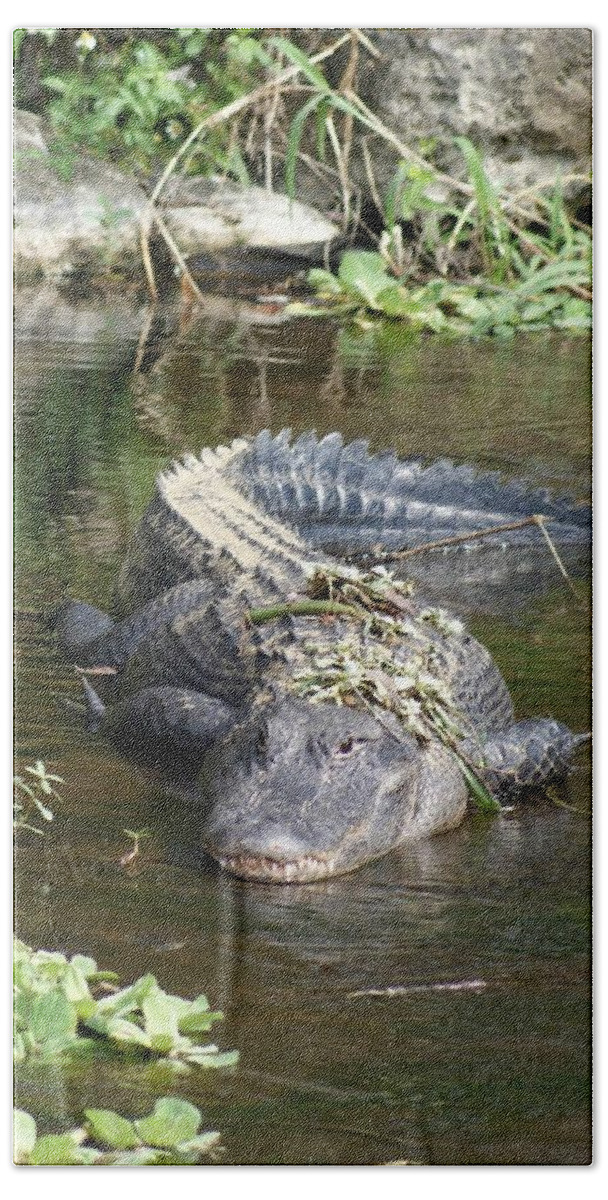 Florida Beach Towel featuring the photograph Alligator Day Spa by Lindsey Floyd