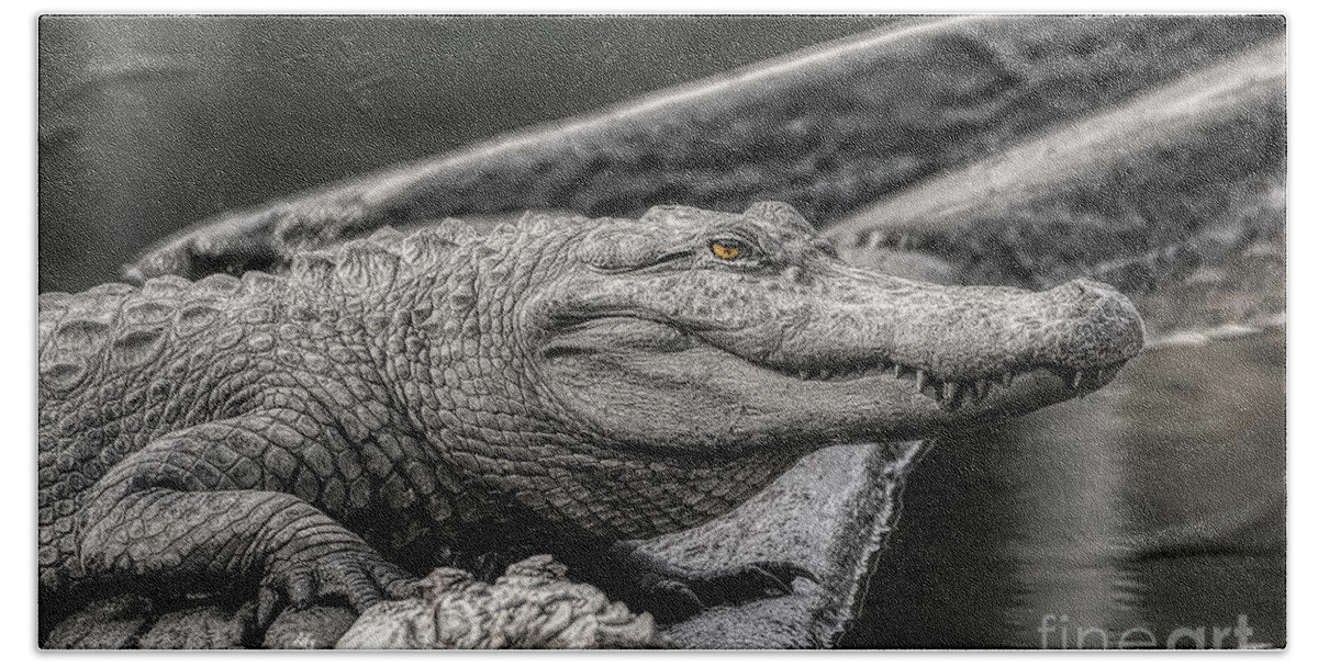 Wildlife Beach Towel featuring the photograph Alligator Selective Color by Kathy Baccari