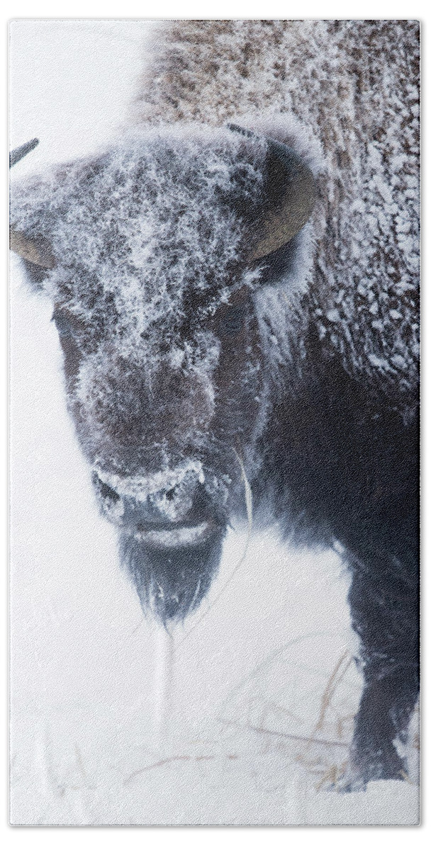 Sebastian Kennerknecht Beach Towel featuring the photograph America Bison In Winter, Yellowstone by Sebastian Kennerknecht