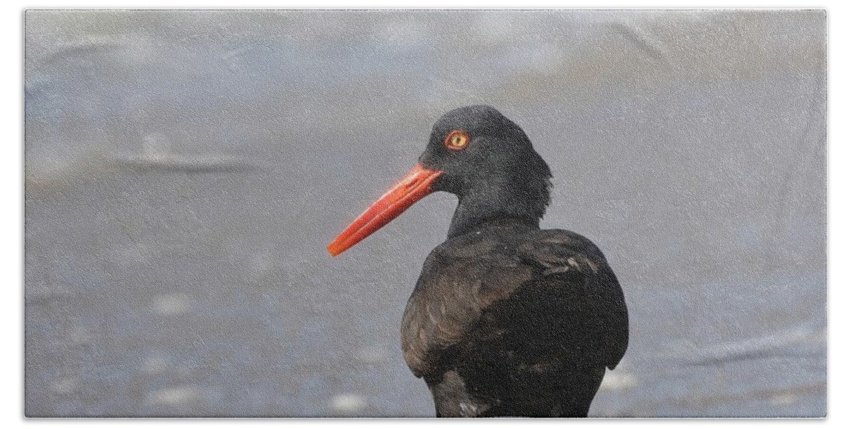 Black Oystercatcher Beach Towel featuring the photograph Black Oystercatcher by Fraida Gutovich