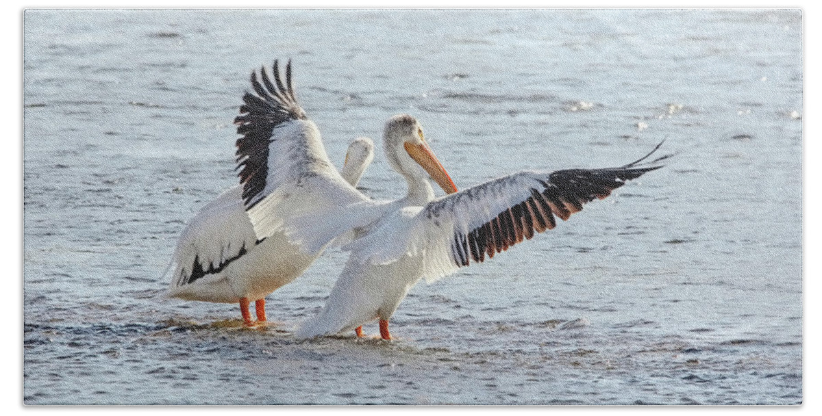 American White Pelican Beach Towel featuring the photograph American White Pelicans by Jennie Marie Schell