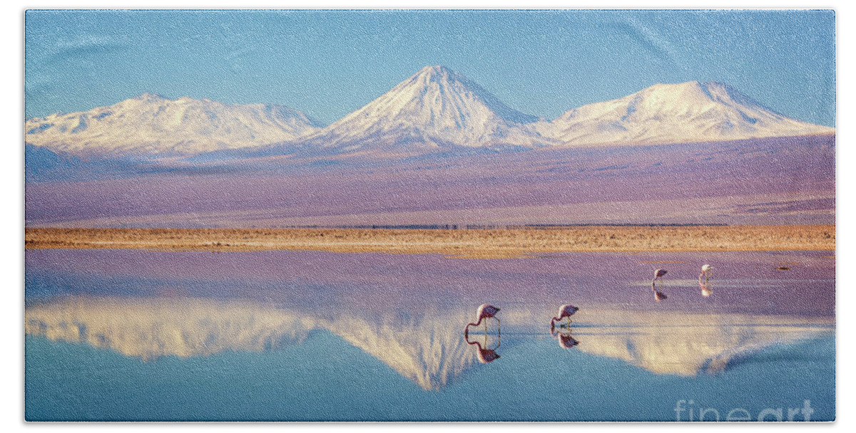 Chile Beach Towel featuring the photograph Andean flamingos in Atacama salar, Chile by Delphimages Photo Creations