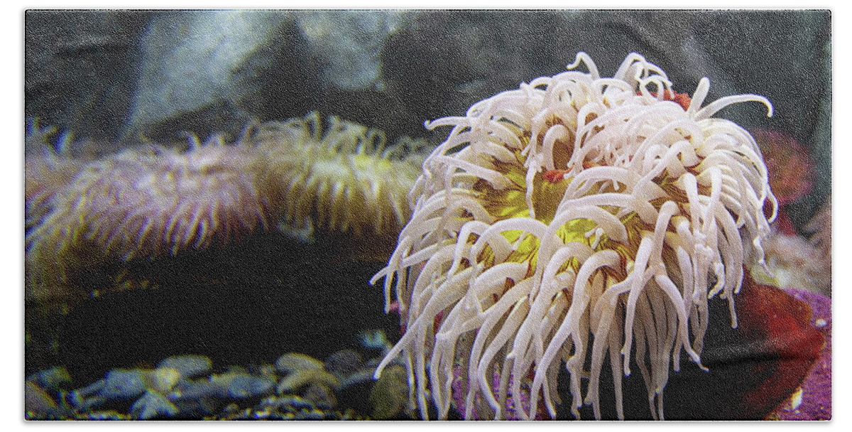 Sea Life Beach Towel featuring the photograph Anemone by Bob Cournoyer