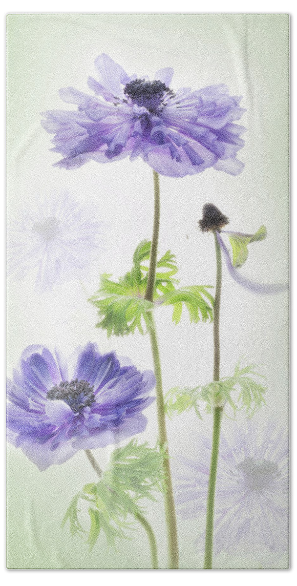 Anemone Beach Towel featuring the photograph Anemone in the garden. by Usha Peddamatham