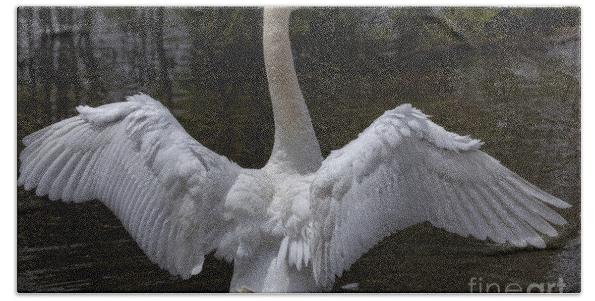Photography Beach Towel featuring the photograph Angel Wings or Simply Swan by Alma Danison