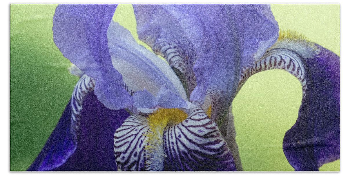 Flora Beach Sheet featuring the photograph Angie's Iris by Lili Feinstein