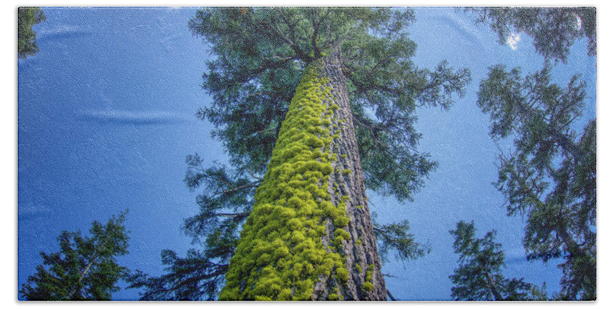 Lake Tahoe Beach Towel featuring the photograph Angora Lakes Mossy Tree California by Anthony Giammarino
