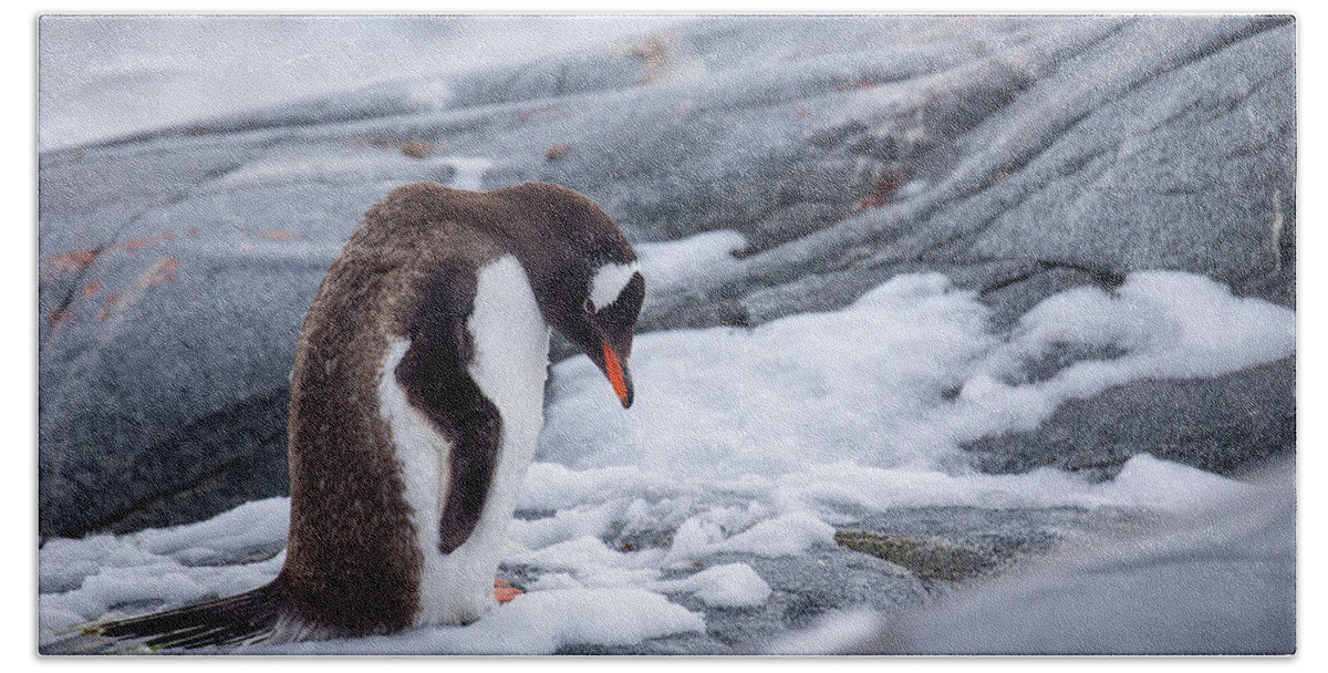 Antarctica Beach Towel featuring the photograph Antarctic Gentoo Penguin by Lauri Novak