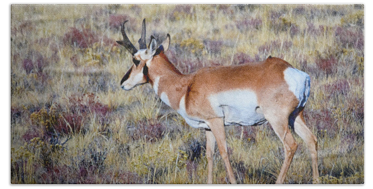 Antelope Beach Sheet featuring the photograph Antelope Buck by Jim Thompson