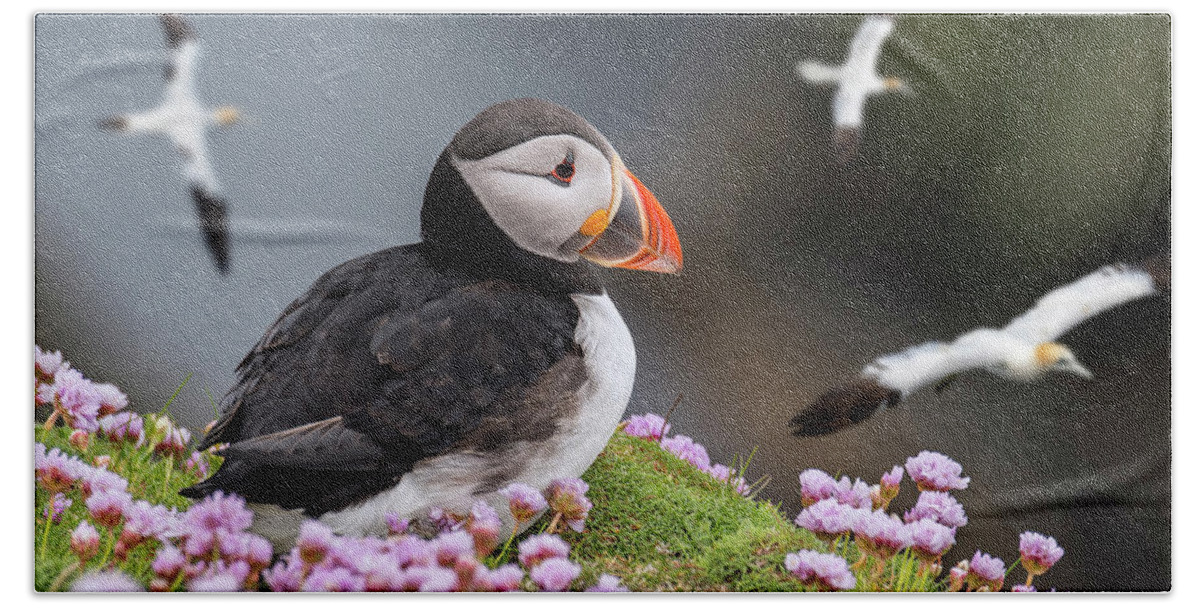 Atlantic Puffin Beach Sheet featuring the photograph Atlantic Puffin and Soaring Gannets by Arterra Picture Library